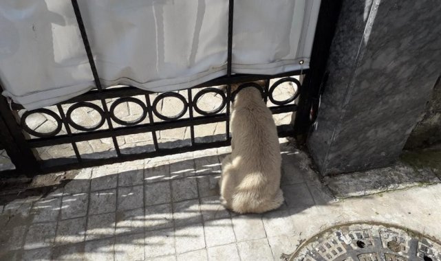 Kafası demir kapıya sıkışan yavru köpek kurtarıldı