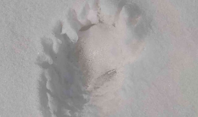 Kahramanmaraş&#039;ta ayı izine rastlandı