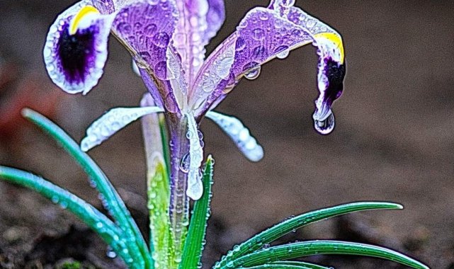 Kahramanmaraş&#039;ta Nevruz çiçekleri açtı