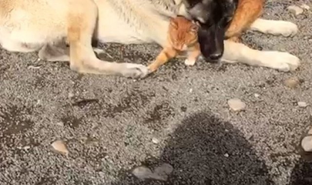 Kangal ile kedinin dostluğu insanlığa örnek oluyor