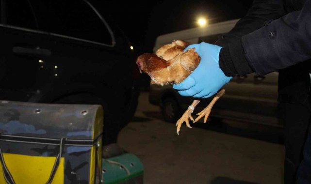 Kapıkule'de kaçak dövüş horozları yakalandı