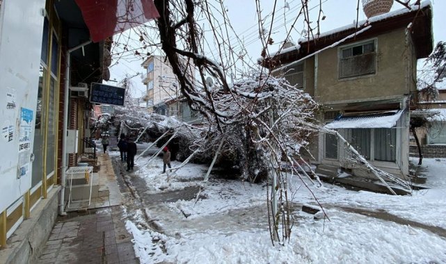 Kar nedeniyle direkleri çöken asma ağacını kökünden kestiler
