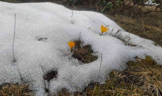 Kar ve çiçek açan çiğdemler yan yana