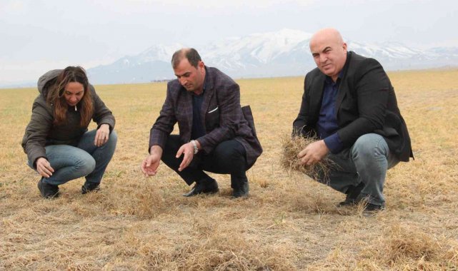 Karaman'da dondan etkilenen buğday tarlaları kurudu