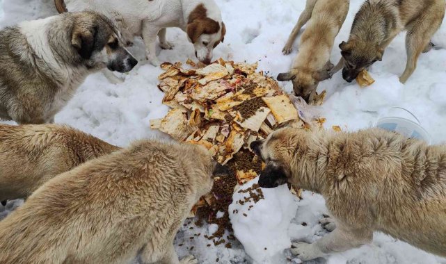 Karda aç kalan sokak köpeklerini besliyor