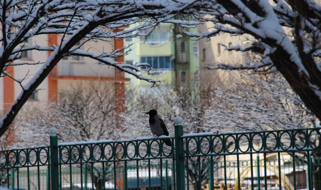 Kargaların kartopu keyfi