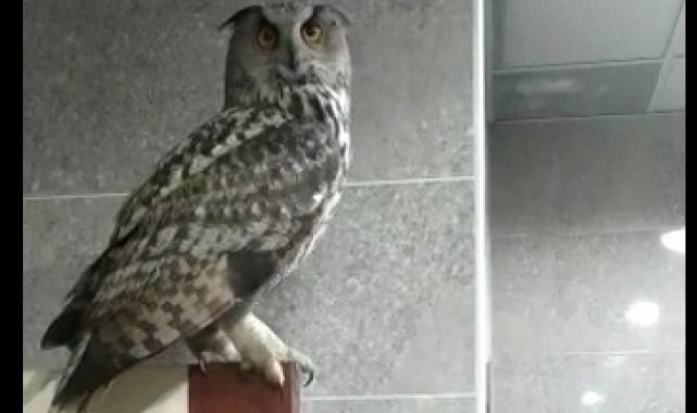 Kargaların saldırdığı baykuş Hakkari Valiliği&#039;ne sığındı