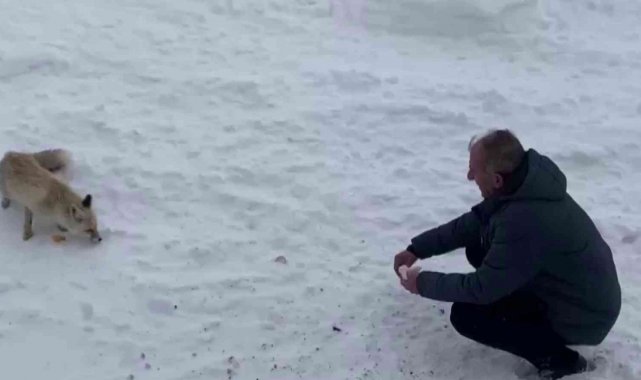 Karla kaplı arazide aç kalan tilkileri elleriyle beslediler