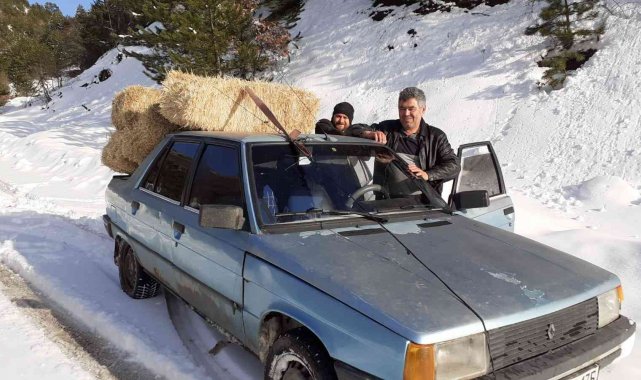 Karlı dağda yoluna çıkan yılkı atlarına otomobiliyle saman taşıdı