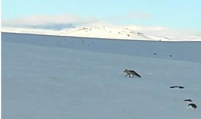 Karlıova&#039;da kar üstünde yiyecek arayan tilki görüntülendi