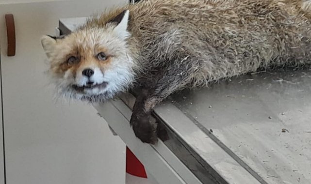 Kars'ta arpa ambarına giren tilki kurtarıldı