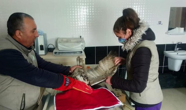 Kars'ta yaralı Puhu tedavi altına alındı