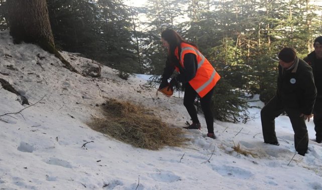 Kastamonu'da yaban hayvanları için doğaya yem bırakıldı