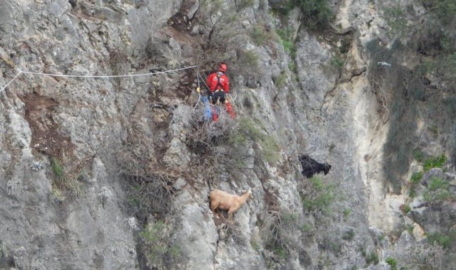Kayalık alanda mahsur kalan keçileri AKUT kurtardı