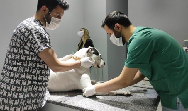 Kedi ve köpekler yılsonuna kadar kayıt altına alınıyor