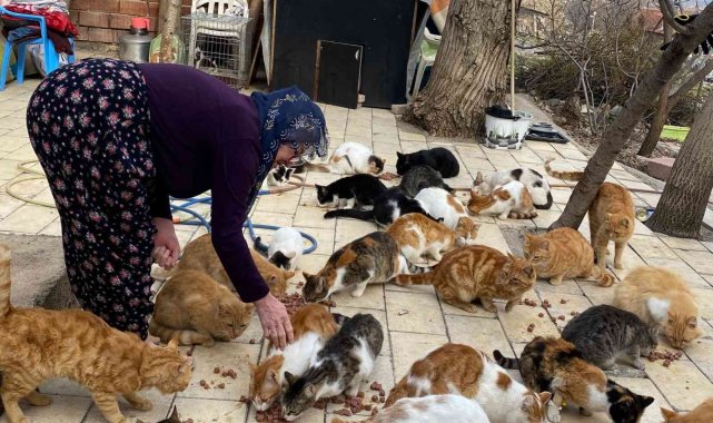 Kedilere adanan bir ömür: Nuriye Teyze, 70 kediye annelik yapıyor