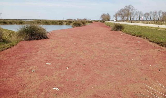 Kızılırmak Deltası kızıla büründü