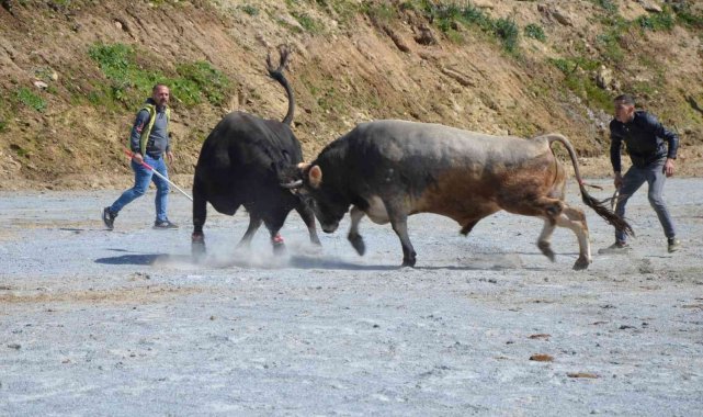 Koçarlı Boğa Güreşi Festivali renkli görüntülerle başladı