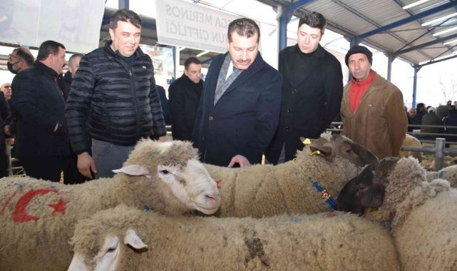 Koçlar Gönen'de panayırda boy gösterdi