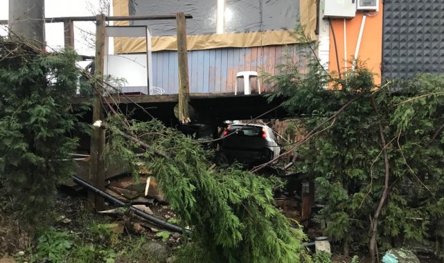 Kontrolden çıkan otomobil, barakanın altından geçerek ağaca çarptı