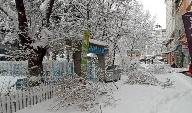 Konya'da kar yağışı ağaçları devirdi