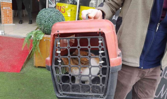 Köpeklerden kaçarken çıktığı ağaçta mahsur kalan kedi kurtarıldı