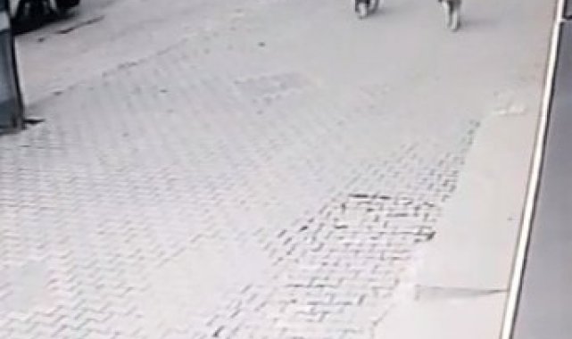 Köpeklerin saldırısından kaçarken aracın altında kalıyordu