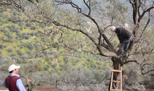 Köşk Belediyesi zeytinlikleri bakıma aldı