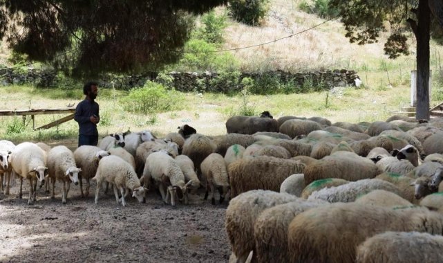 Köşk'te koyun ve keçi desteklemeleri askıya çıktı