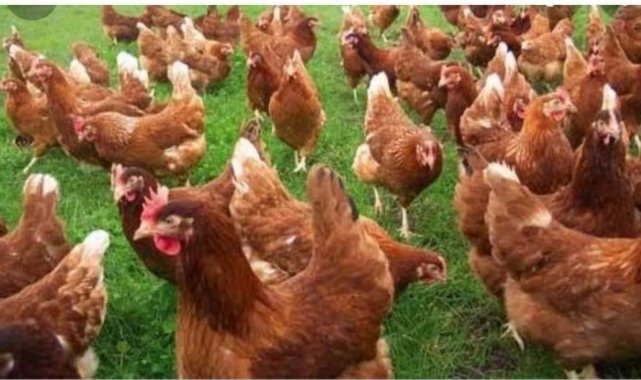 Köy muhtarı ekonomiye katkı için 300 yumurta tavuğu ve besi yemi dağıttı