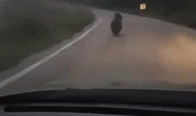 Köye inen ayıyı otomobille kovaladılar