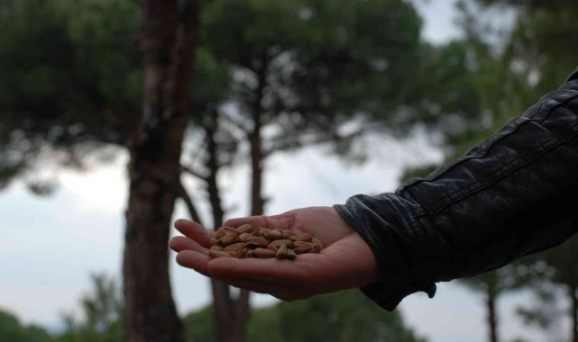 Kozak Yaylası&#039;nda çam fıstığı bekleyişi