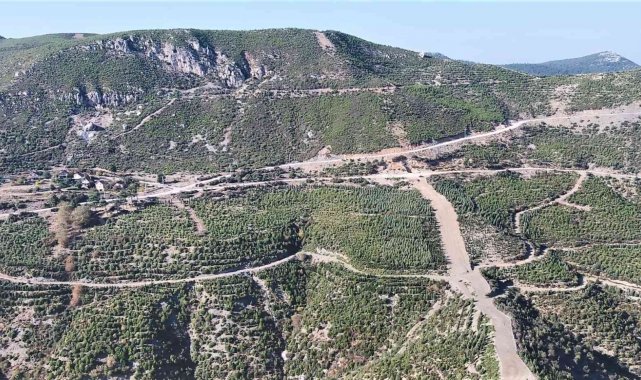 Küle dönen yüzlerce hektarlık orman yeniden canlandı