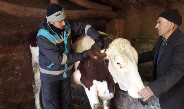 Kütahya'da büyükbaş hayvanlara aşı ve buzağı küpeleme işlemleri