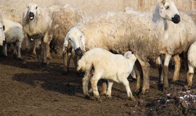 Kuzuların annelerine kavuşma anı dron ile görüntülendi