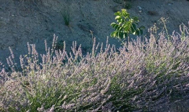 Lavanta üretimi çiftçinin alternatif geliri oldu