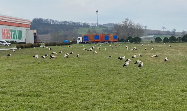 Leyleklerden zorunlu iniş