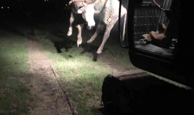 Mahsur kalan ineği kendi imkanlarıyla kurtardılar