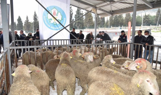 Manisa Büyükşehir Belediyesinden hayvan üreticisine destek