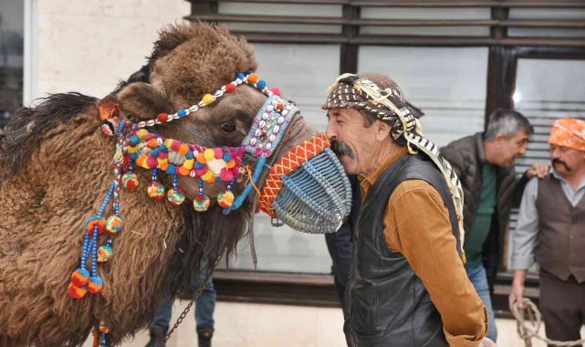 Menemen'de folklorik deve gösterisi heyecanı
