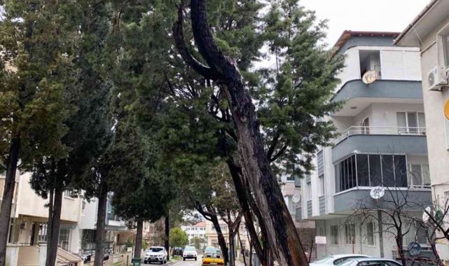 Menteşe'de tehlike arz eden ağaçlar kesiliyor