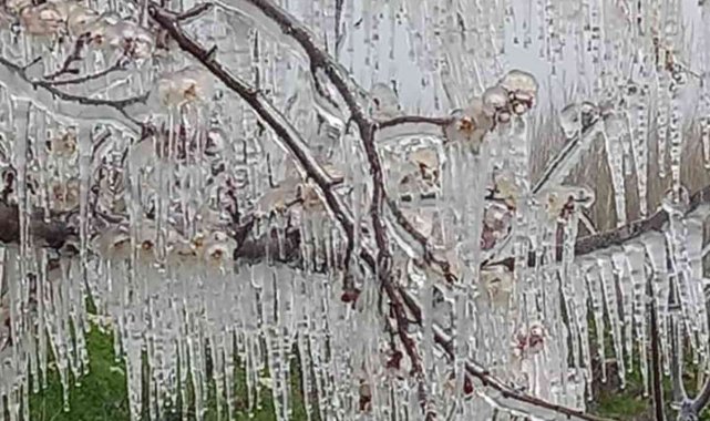 Mersin'de kayısı bahçelerini don vurdu