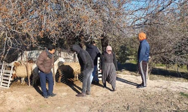 Mersin&#039;de köpekler, 1 koyun ve 4 kuzuyu telef etti