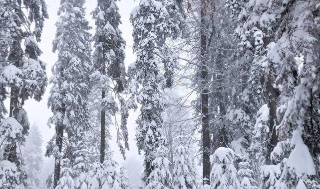 Milletvekili Ayşe Keşir, doğaseverleri Sinekli Yaylasına davet etti