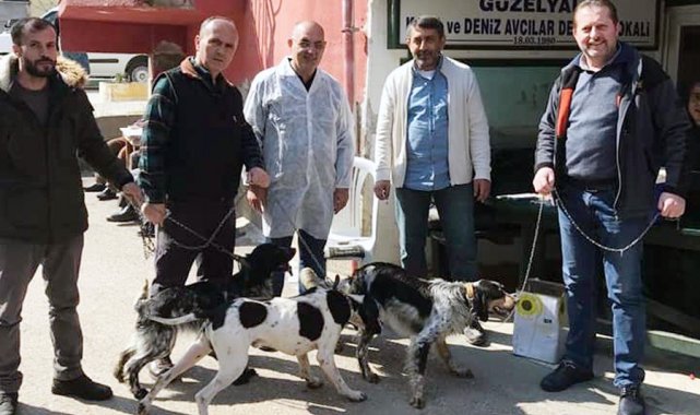 Mudanya'da av hayvanlarına kimlik