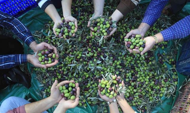 Muğla'daki zeytin verimsizliği masaya yatırıldı