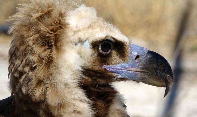 Nesli tehdit altında olan kara akbaba Van'da şifa buldu