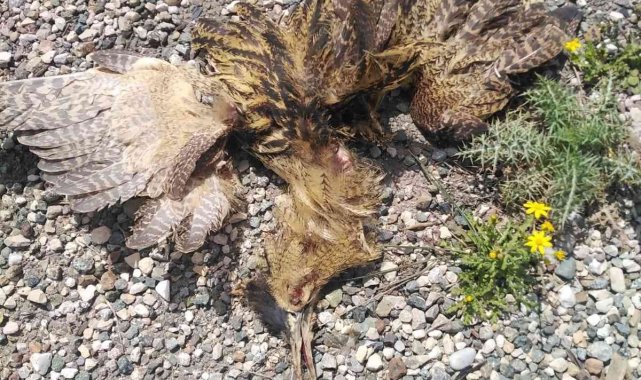 Nesli tükenme tehlikesi altındaki balaban kuşuna otobüs çarptı