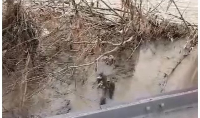 Nesli tükenme tehlikesi yaşayan su samurları nehirde görüntülendi