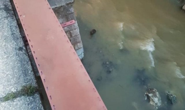 Nesli tükenmek üzere olan su samurları derede görüntülendi